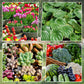 Universal Plant ＆ Solución líquida de activación floral