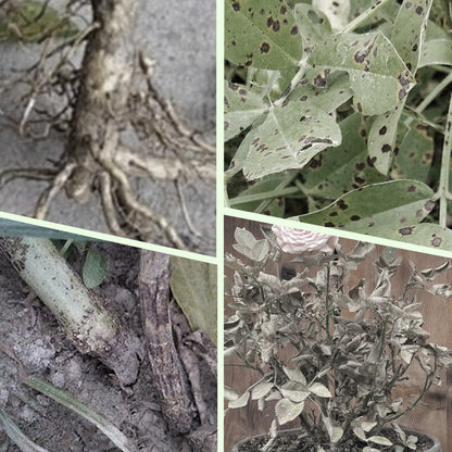 Barrillas Fertilizantes de Liberación Lenta para Plantas 💚🌿