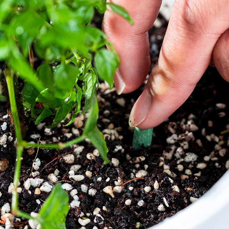 Barrillas Fertilizantes de Liberación Lenta para Plantas 💚🌿