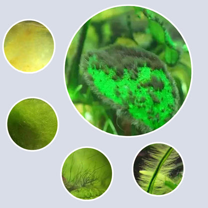 ⏳Limited time 50% OFF⏳Effective Algae Control for Aquarium