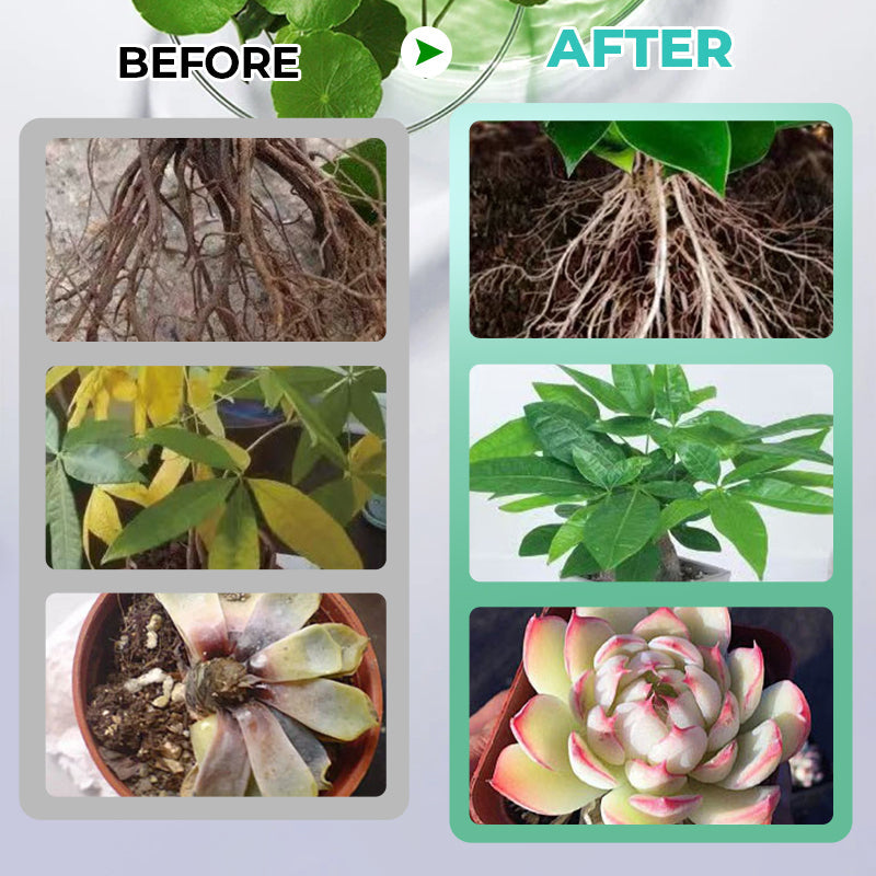 Solución nutritiva hidropónica para el crecimiento de las plantas💧💦