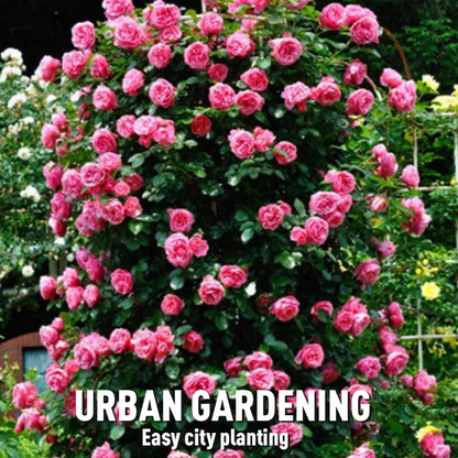 🌱【Kletterrosensamen】— Pflanzen Sie eine Wand und beobachten Sie, wie sie wie ein Wasserfall blüht! 💐💫