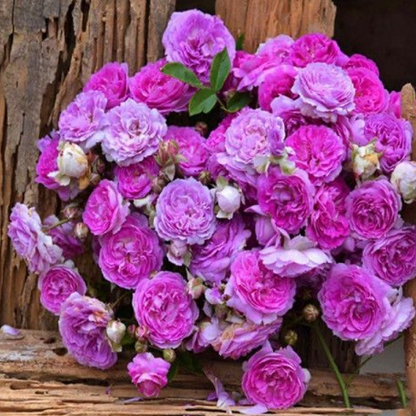 🌱【Kletterrosensamen】— Pflanzen Sie eine Wand und beobachten Sie, wie sie wie ein Wasserfall blüht! 💐💫