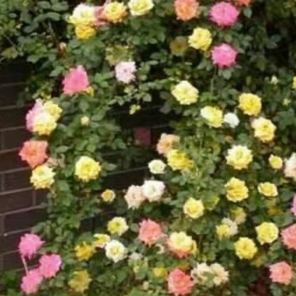 🌱【Kletterrosensamen】— Pflanzen Sie eine Wand und beobachten Sie, wie sie wie ein Wasserfall blüht! 💐💫