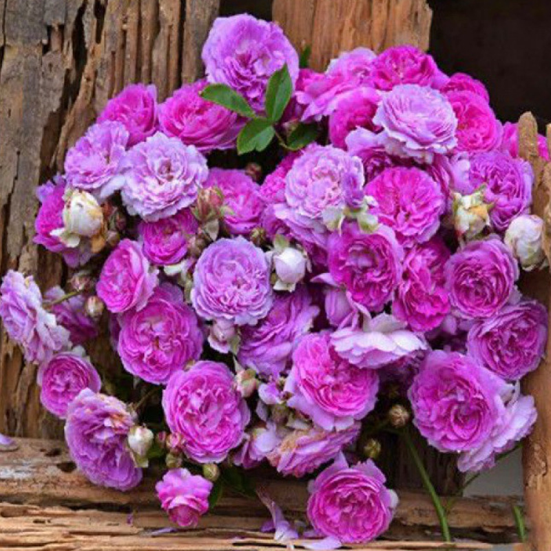 🌱【Kletterrosensamen】— Pflanzen Sie eine Wand und beobachten Sie, wie sie wie ein Wasserfall blüht! 💐💫