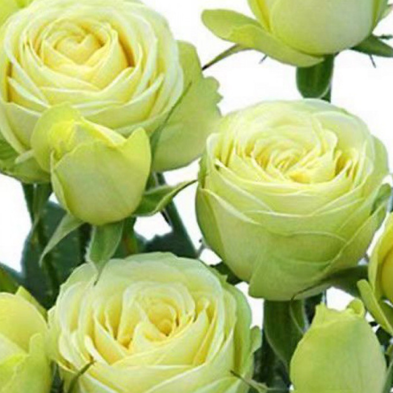 🌱【Kletterrosensamen】— Pflanzen Sie eine Wand und beobachten Sie, wie sie wie ein Wasserfall blüht! 💐💫