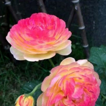 🌱【Kletterrosensamen】— Pflanzen Sie eine Wand und beobachten Sie, wie sie wie ein Wasserfall blüht! 💐💫