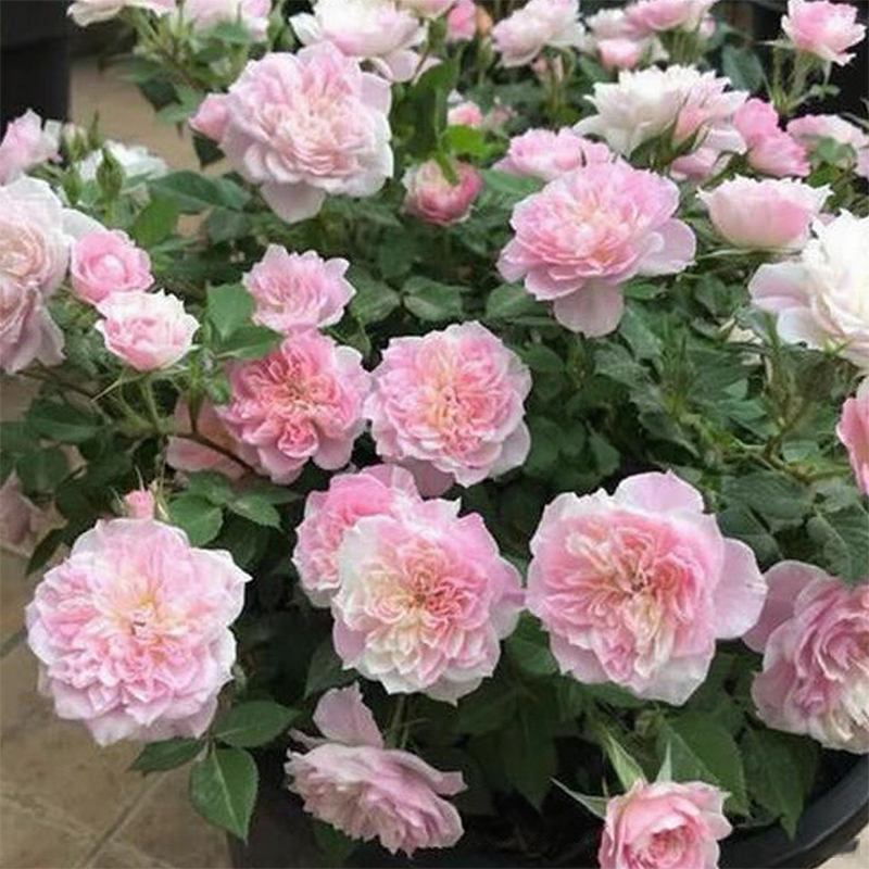 🌱【Kletterrosensamen】— Pflanzen Sie eine Wand und beobachten Sie, wie sie wie ein Wasserfall blüht! 💐💫