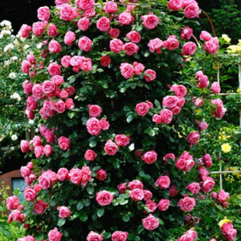 🌱【Kletterrosensamen】— Pflanzen Sie eine Wand und beobachten Sie, wie sie wie ein Wasserfall blüht! 💐💫