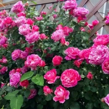 🌱【Kletterrosensamen】— Pflanzen Sie eine Wand und beobachten Sie, wie sie wie ein Wasserfall blüht! 💐💫