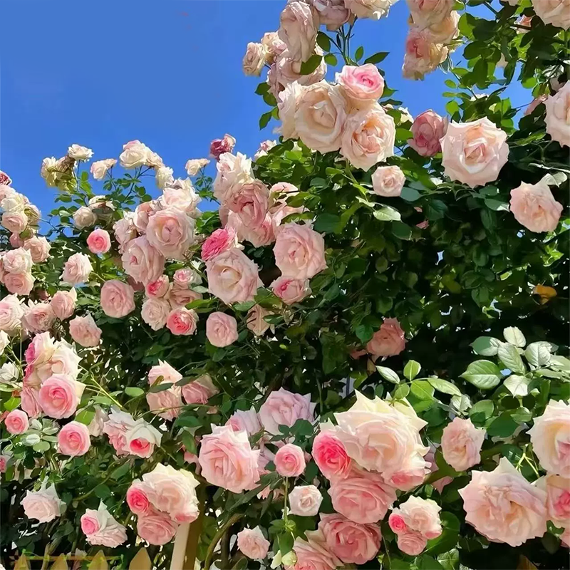 🌱【Kletterrosensamen】— Pflanzen Sie eine Wand und beobachten Sie, wie sie wie ein Wasserfall blüht! 💐💫