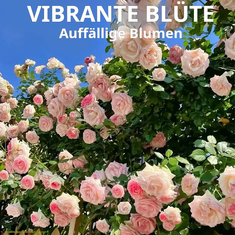 🌱【Kletterrosensamen】— Pflanzen Sie eine Wand und beobachten Sie, wie sie wie ein Wasserfall blüht! 💐💫