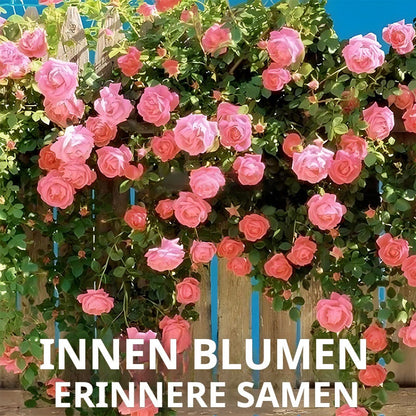 🌱【Kletterrosensamen】— Pflanzen Sie eine Wand und beobachten Sie, wie sie wie ein Wasserfall blüht! 💐💫