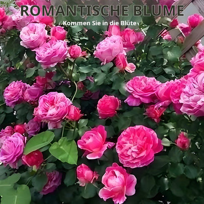 🌱【Kletterrosensamen】— Pflanzen Sie eine Wand und beobachten Sie, wie sie wie ein Wasserfall blüht! 💐💫