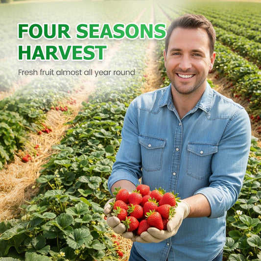 🍓Semillas de fresa de fácil cultivo🍓